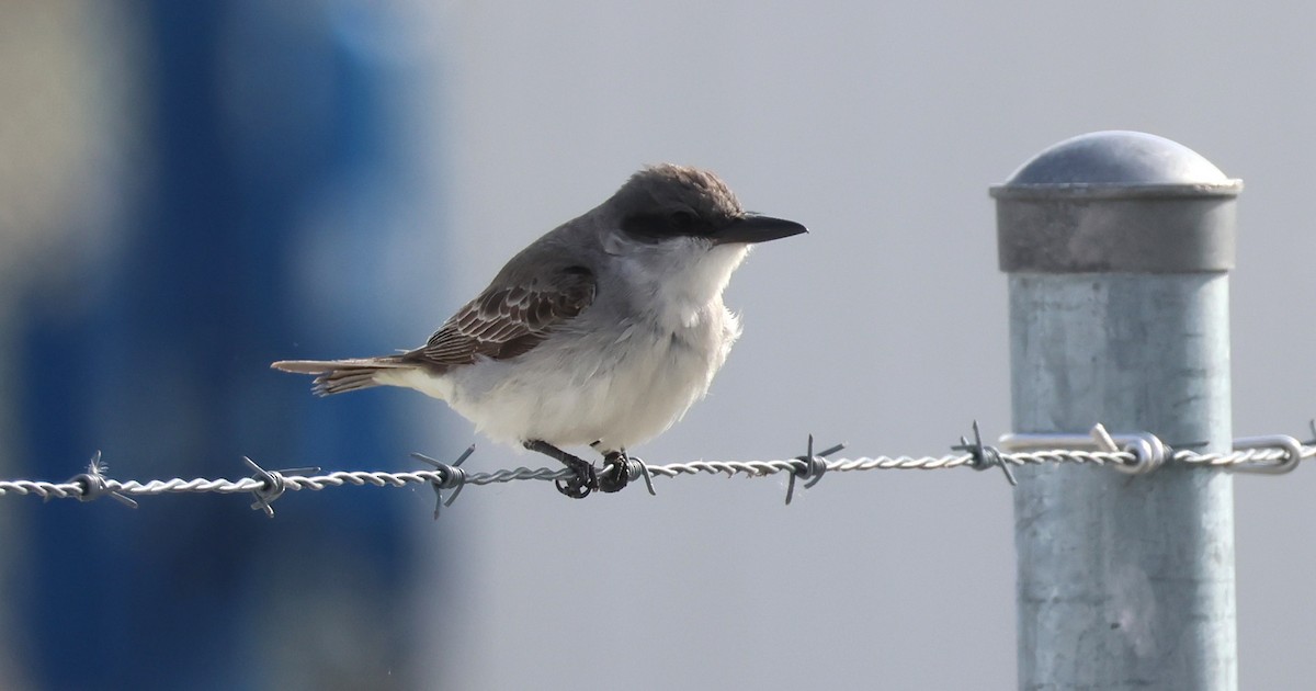 Gray Kingbird - ML644429724