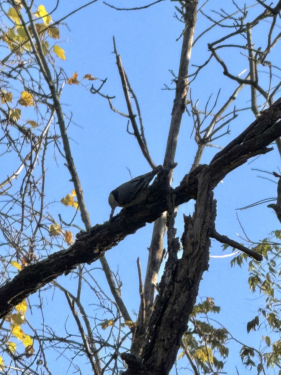White-breasted Nuthatch - ML644429726