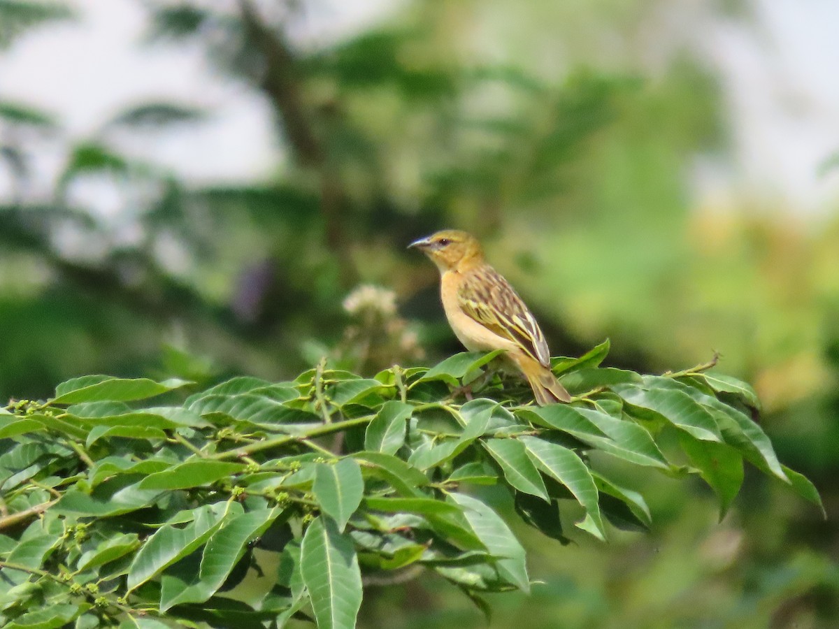 Black-headed Weaver - ML644429734