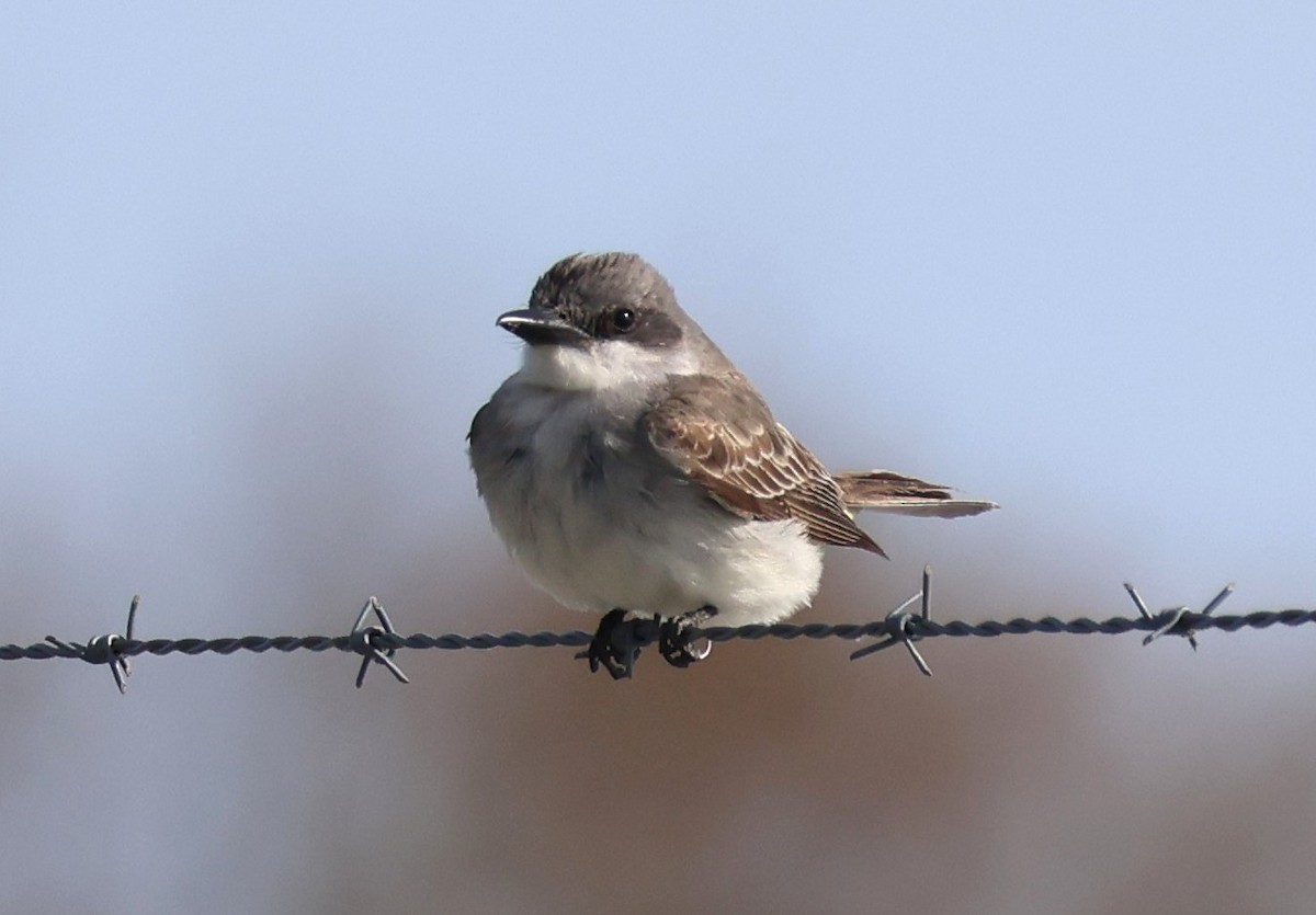 Gray Kingbird - ML644429735