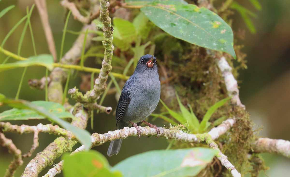 Slaty Flowerpiercer - ML644429753