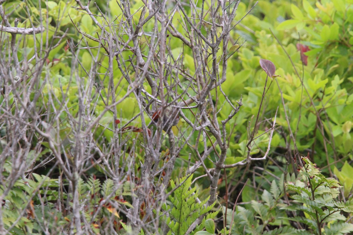 Spix's Spinetail - ML644429756