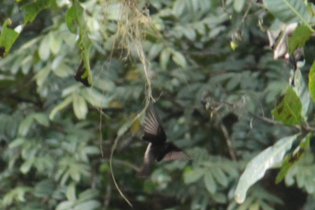 White-thighed Swallow - ML644429764