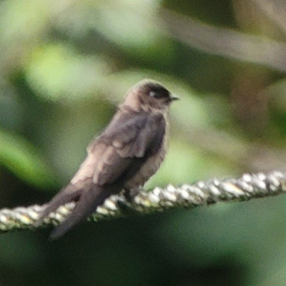 White-thighed Swallow - ML644429765