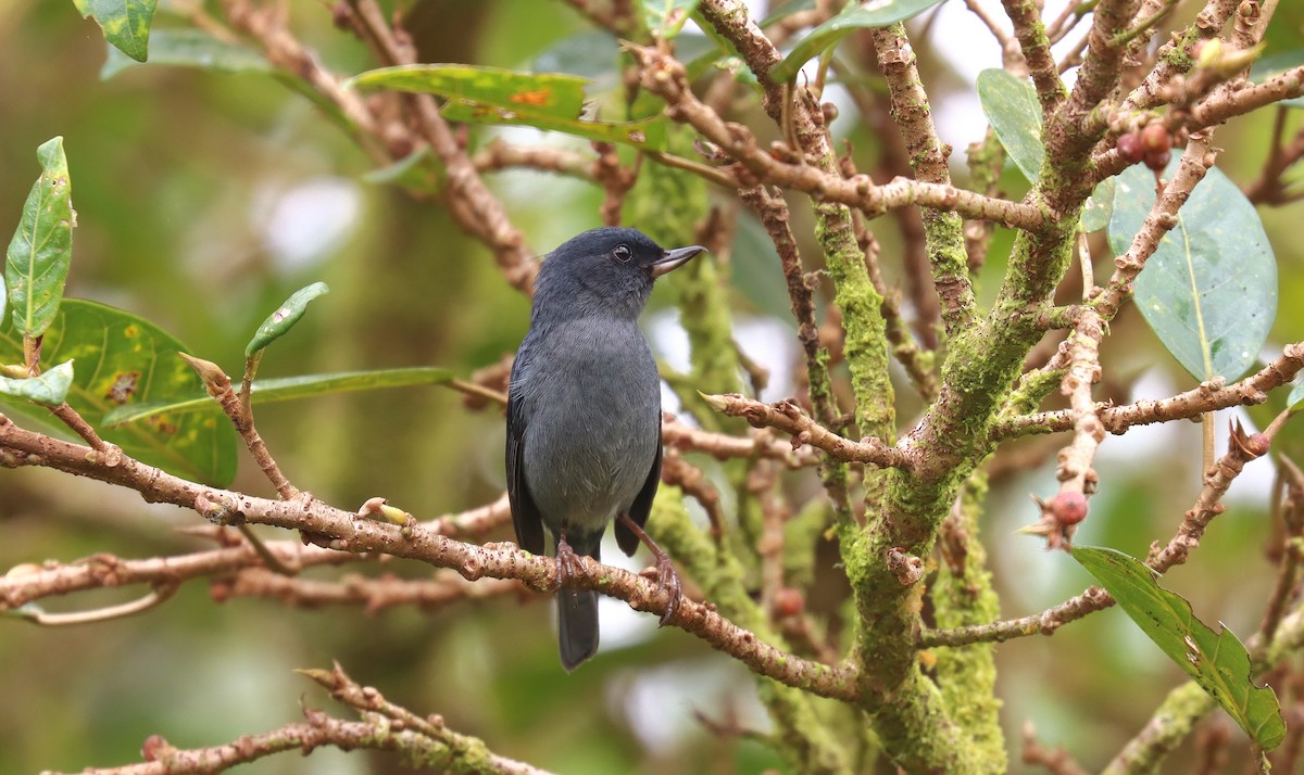 Slaty Flowerpiercer - ML644429786
