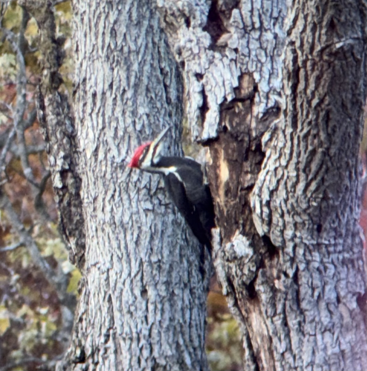 Жовна північна - ML644429789