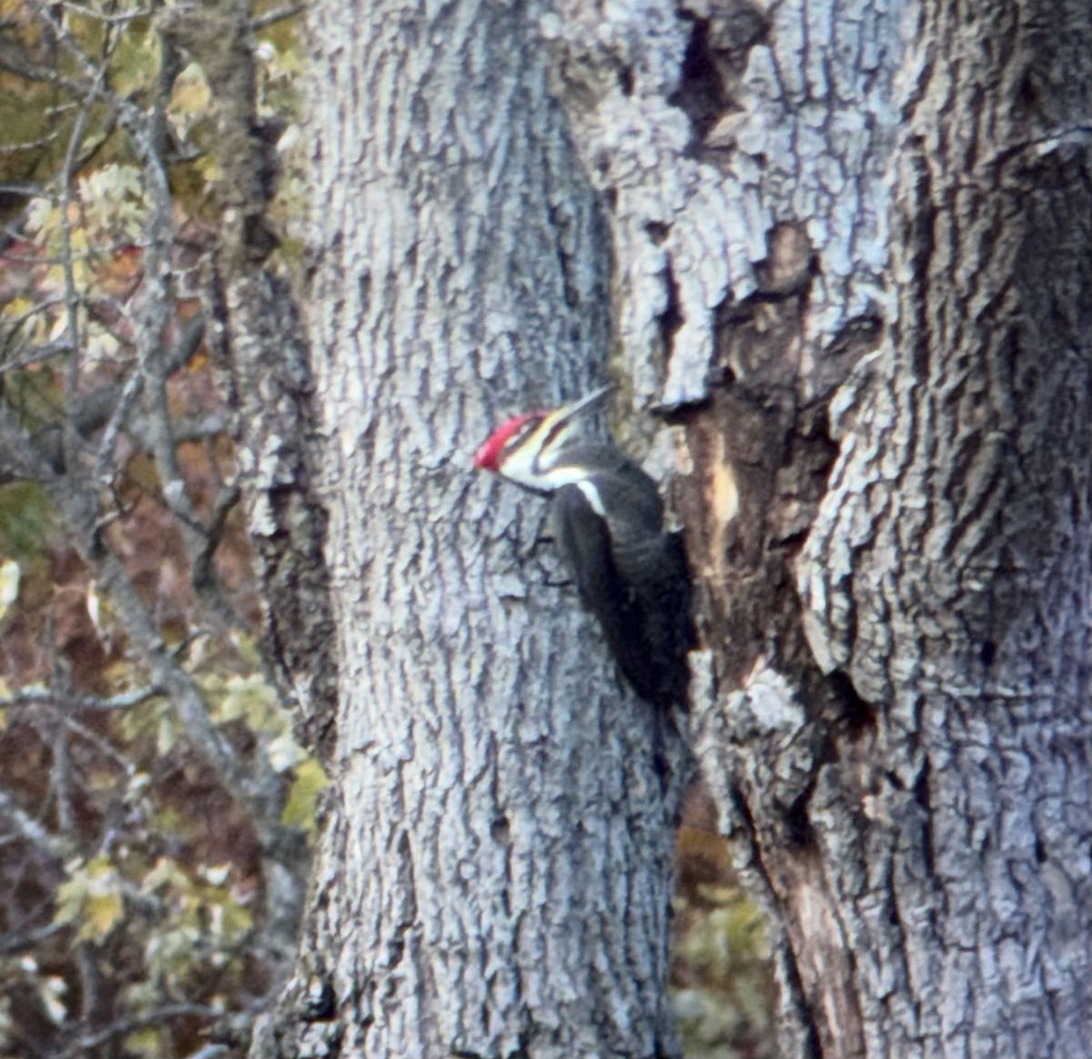 Жовна північна - ML644429790