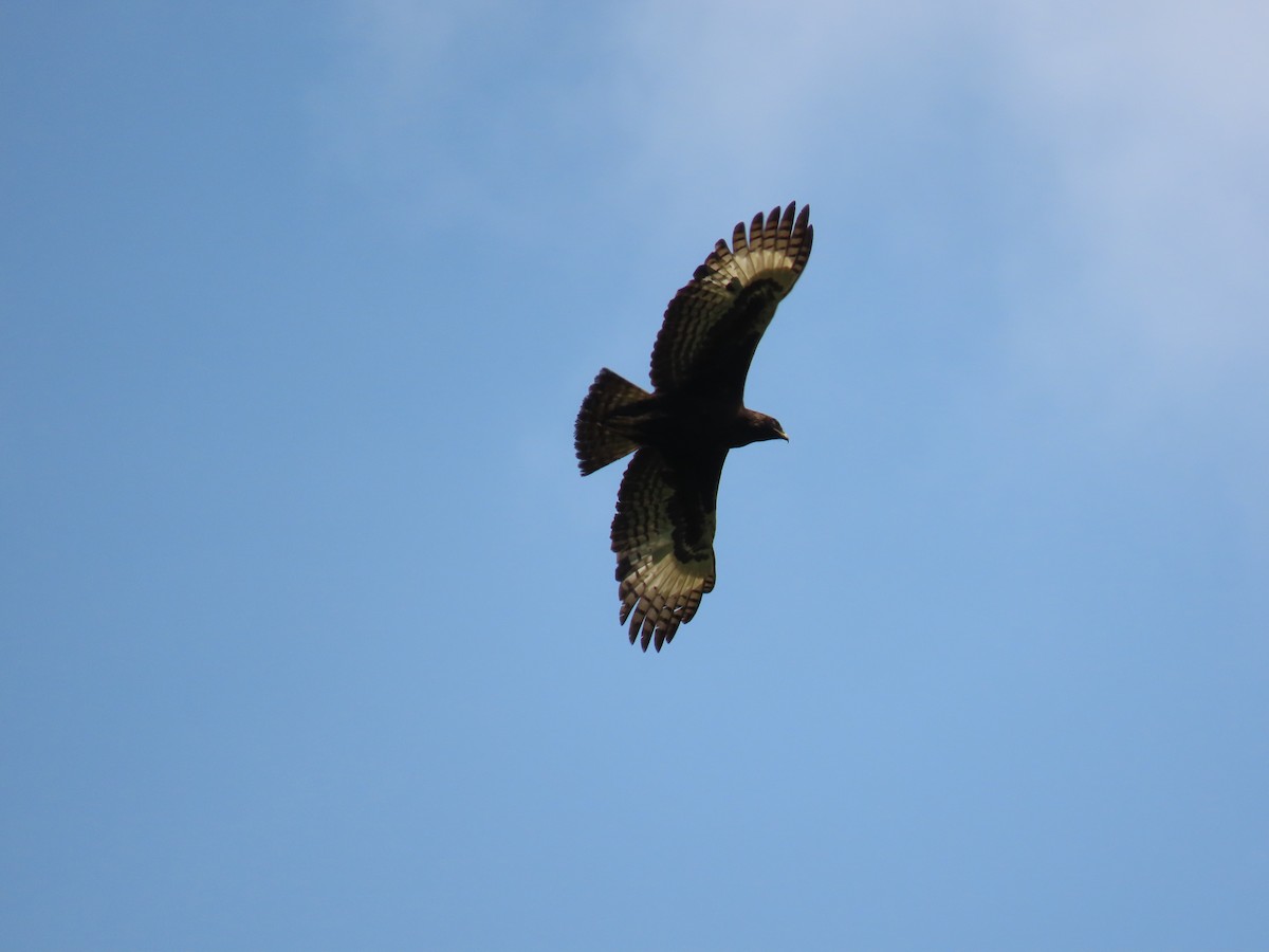 Long-crested Eagle - ML644429791