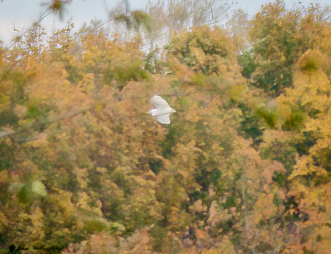 Western Cattle-Egret - ML644429793