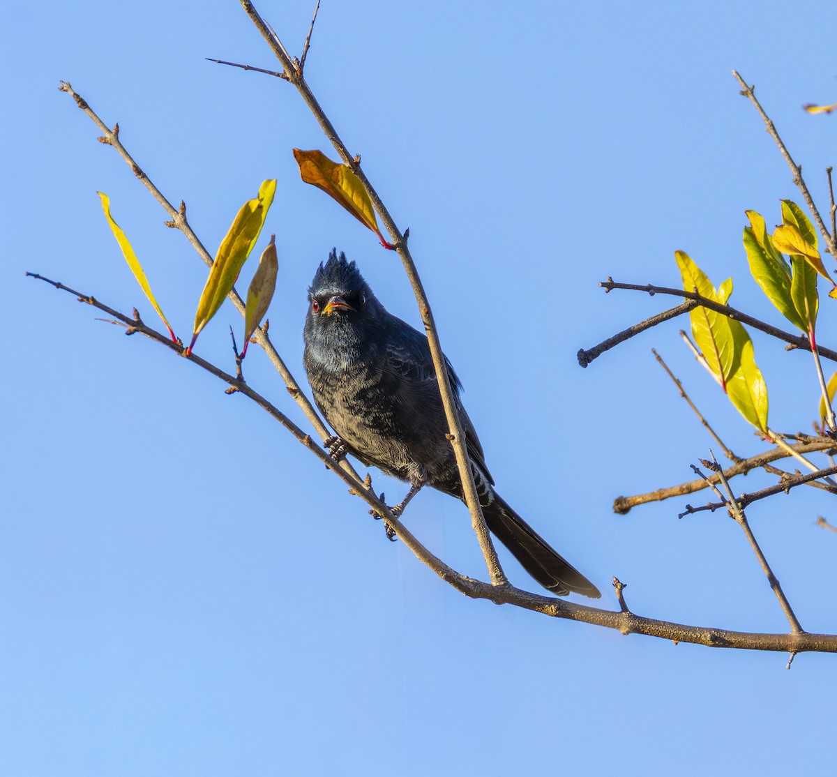 Phénopèple luisant - ML644429797