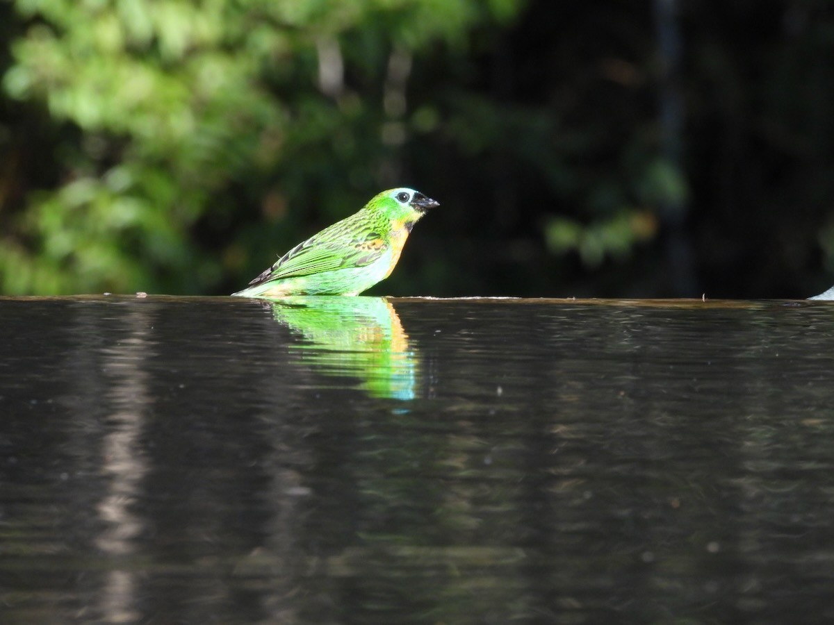 Brassy-breasted Tanager - ML644429817