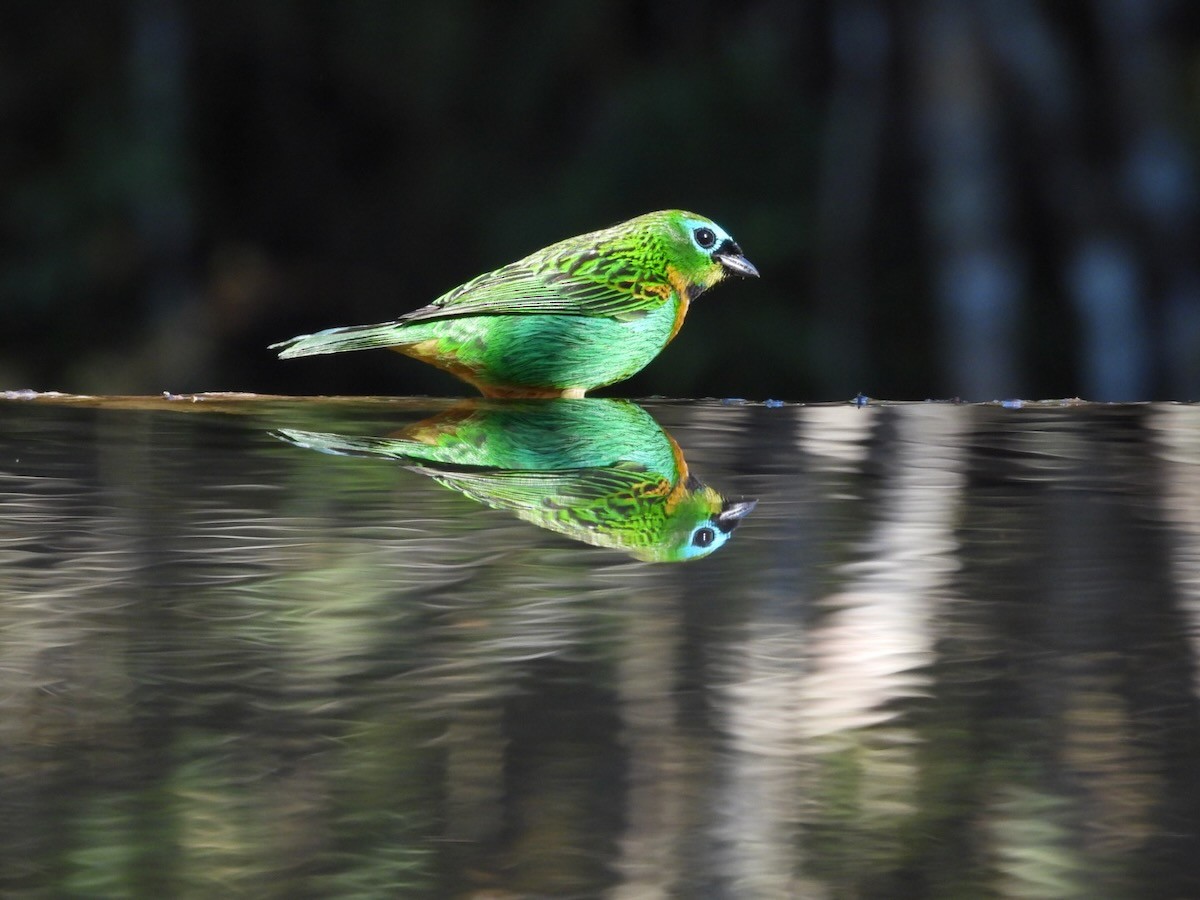 Brassy-breasted Tanager - ML644429818