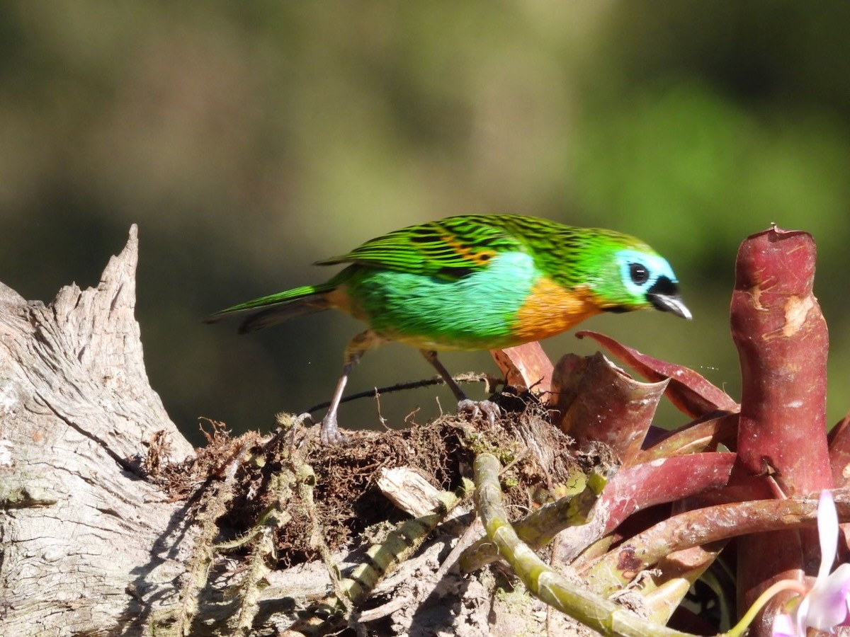 Brassy-breasted Tanager - ML644429819