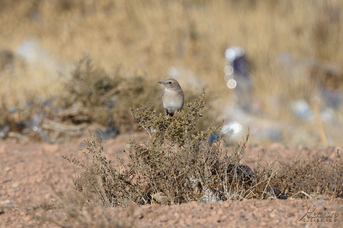 Red-rumped Wheatear - ML644429828