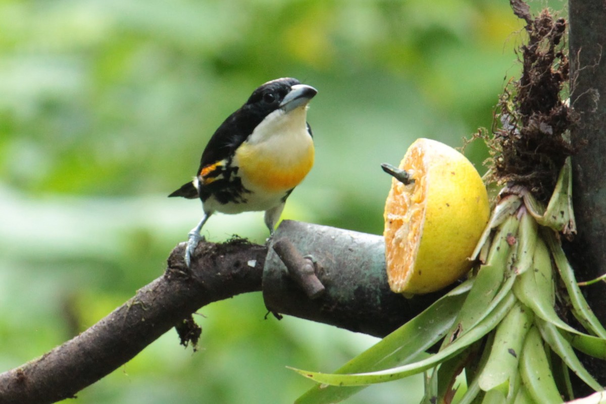 Spot-crowned Barbet - ML644429832