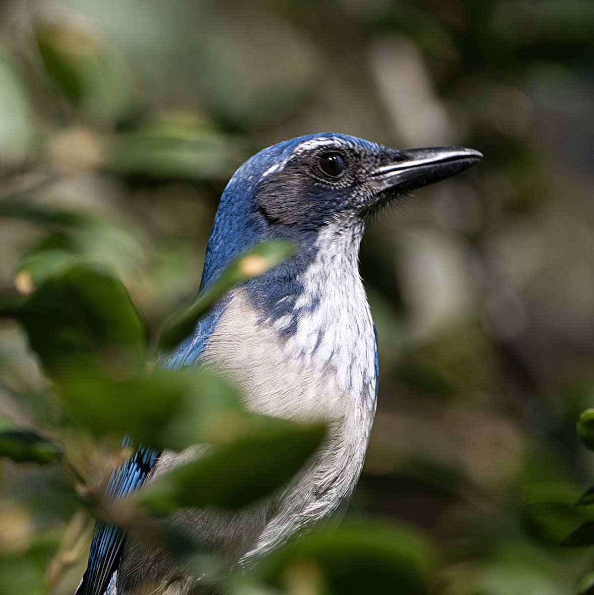 California Scrub-Jay - ML644429840