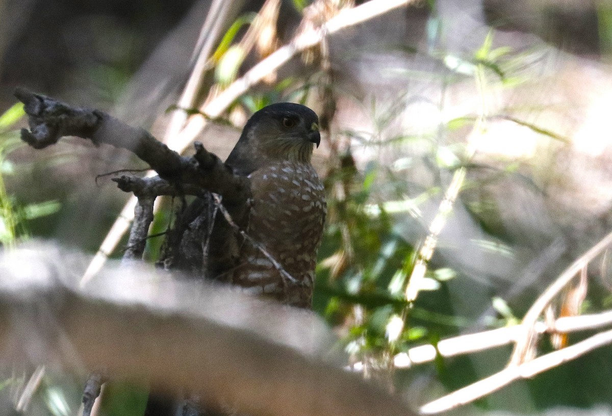 Sharp-shinned Hawk - ML644429842
