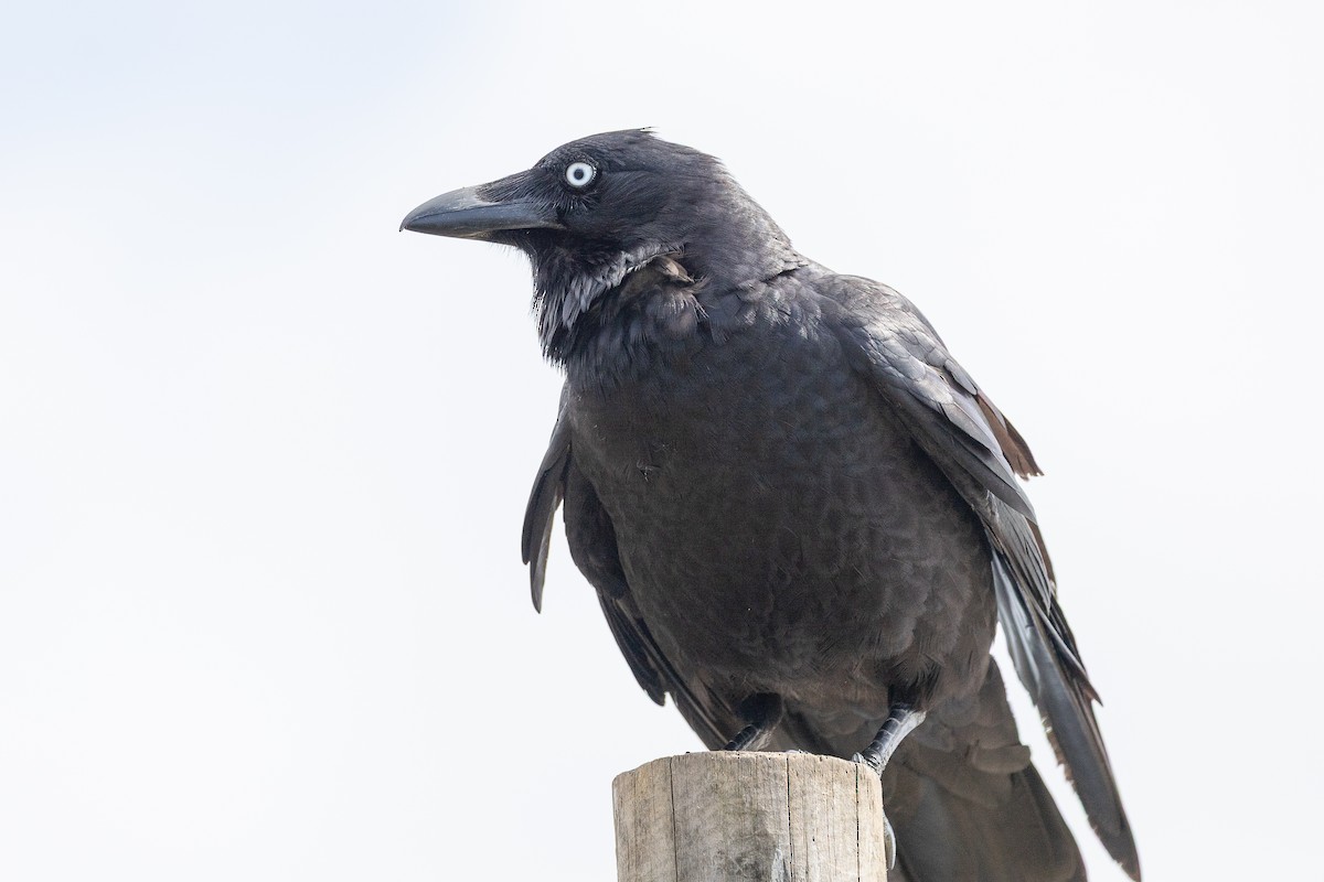 Forest Raven - ML644429843