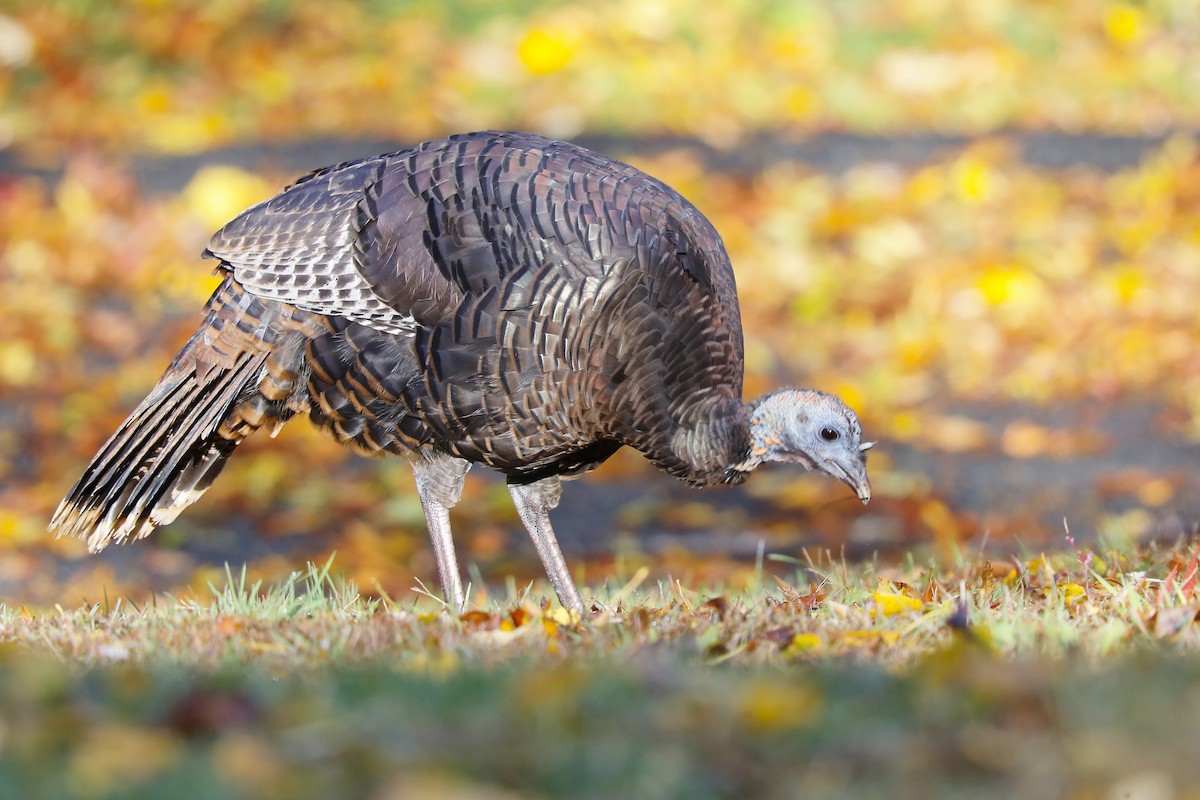 シチメンチョウ - ML644429844