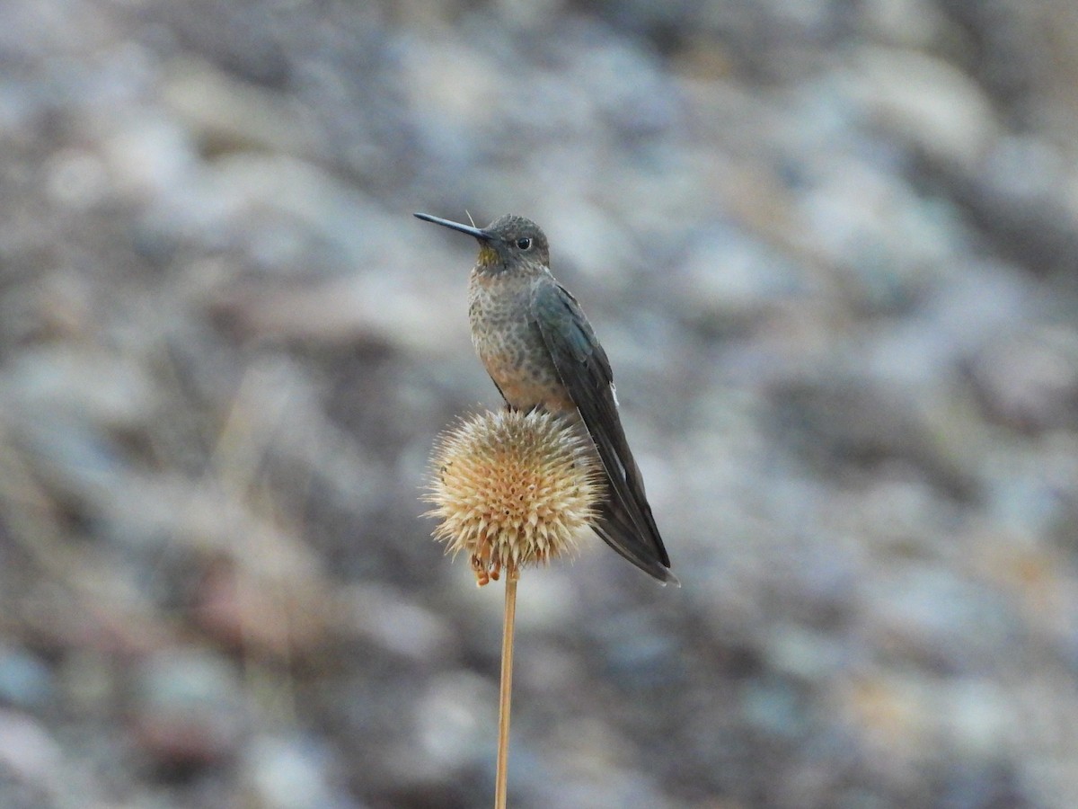 Giant Hummingbird - ML644429850