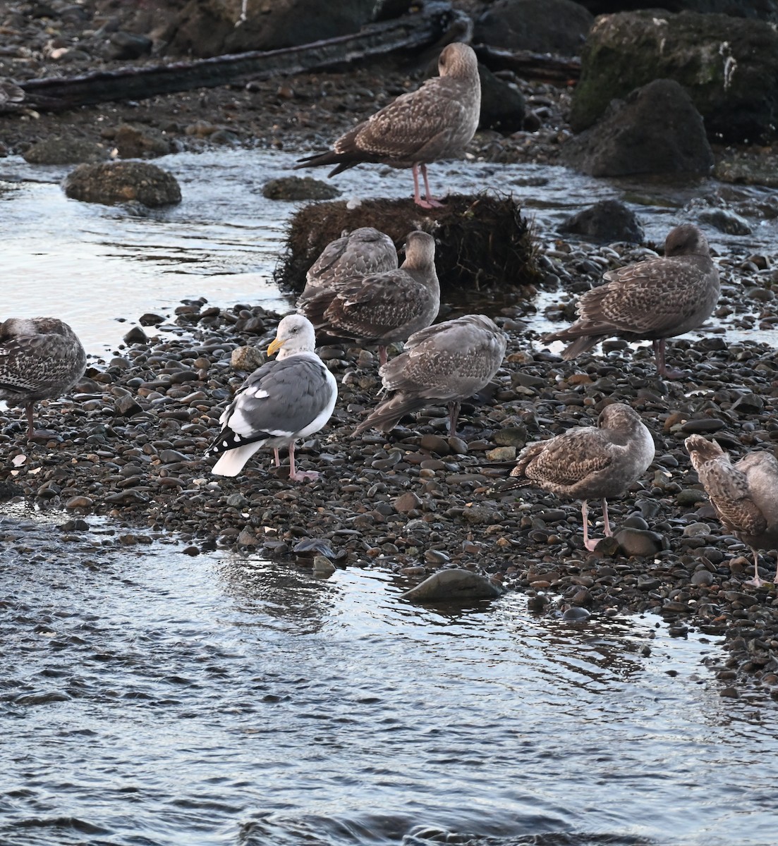 Western Gull - ML644429859