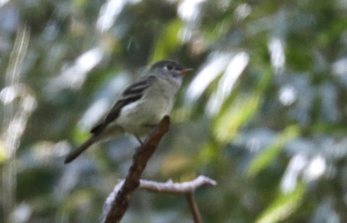 Dusky Flycatcher - ML644429862