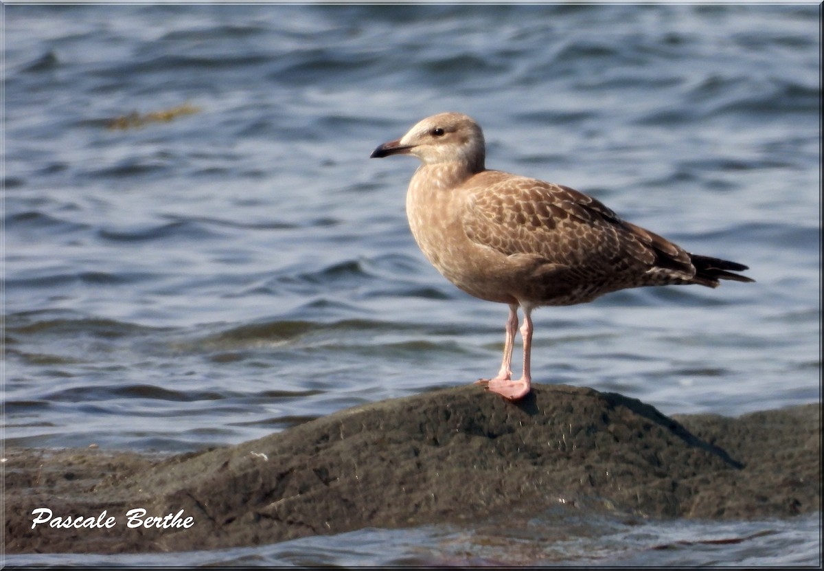 American Herring Gull - ML644429863