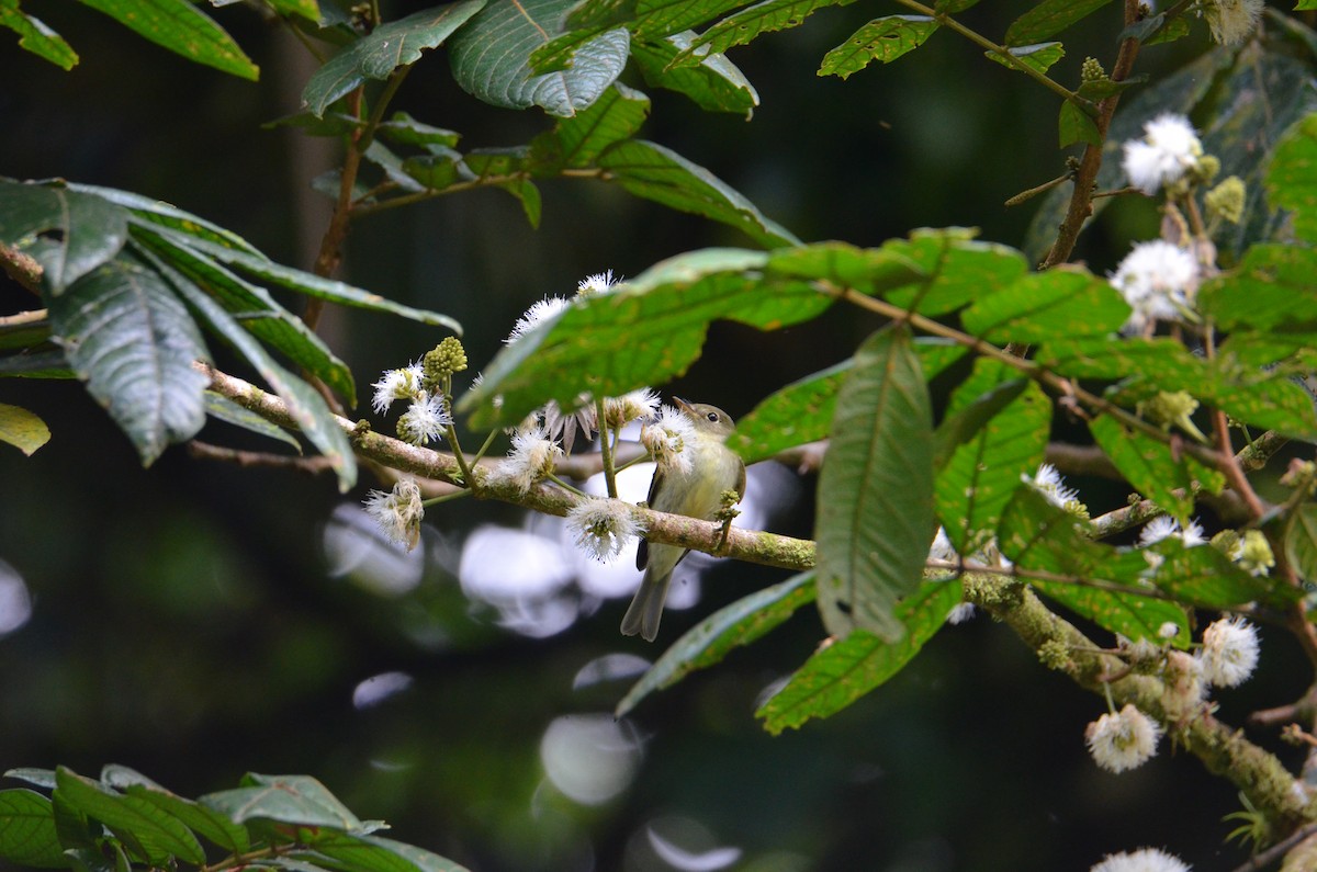 Mosquero Ventriamarillo - ML644429868