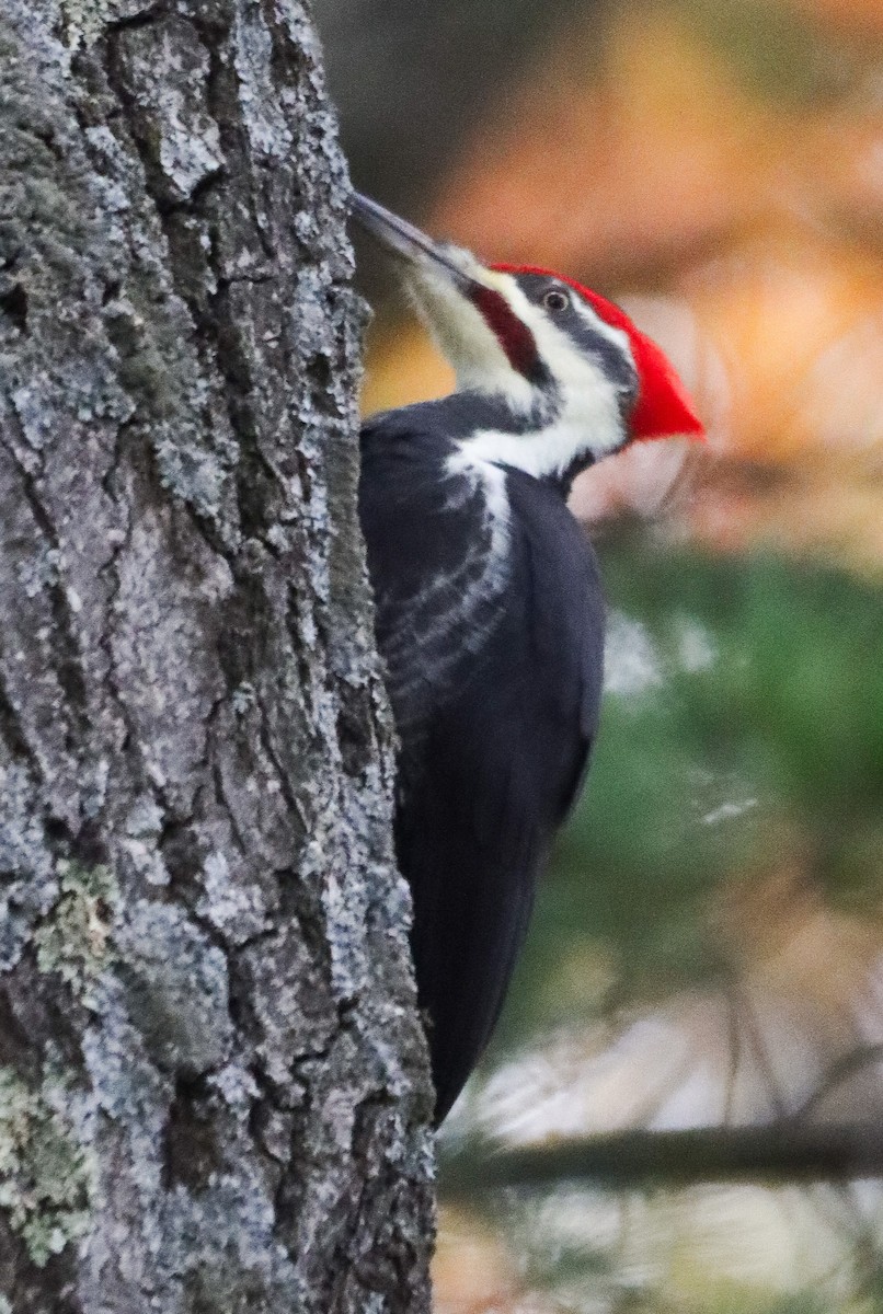 Жовна північна - ML644429883