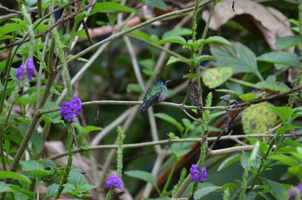 スミレガシラハチドリ - ML644429888