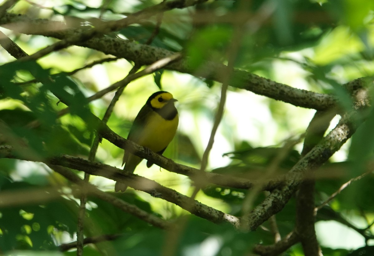 Болотянка чорногорла - ML644429895