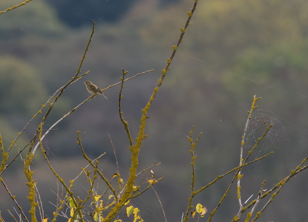 heipiplerke - ML644429897