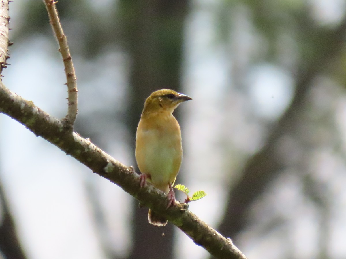 Black-headed Weaver - ML644429910