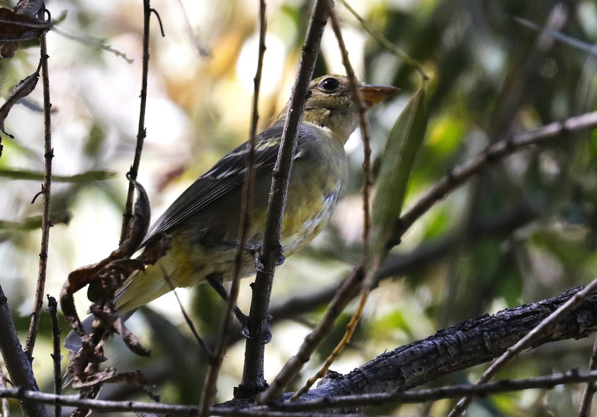 Желтоплечая пиранга - ML644429913