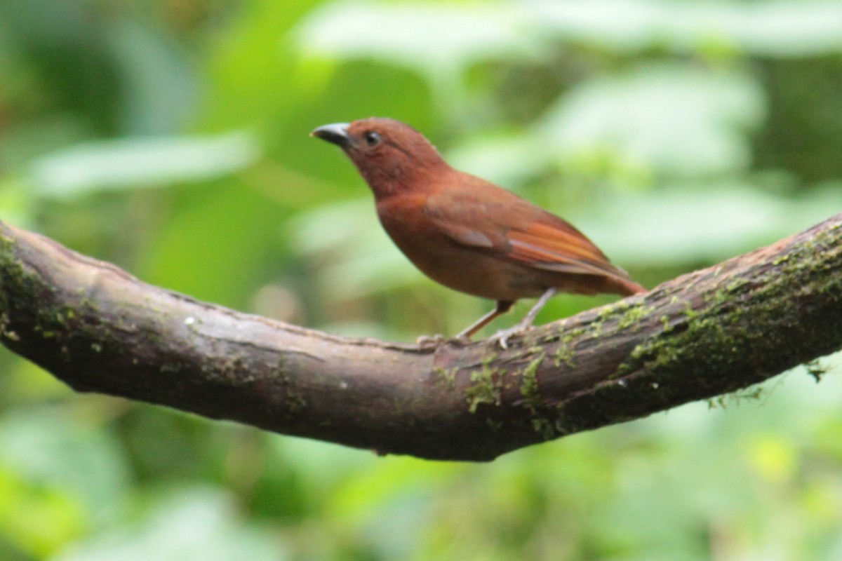 Red-crowned Ant-Tanager - ML644429917