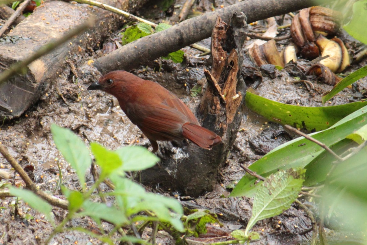 Red-crowned Ant-Tanager - ML644429918