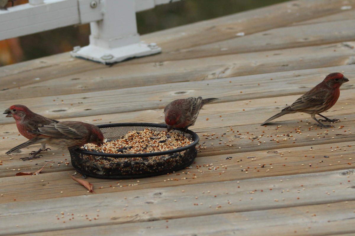 メキシコマシコ - ML644429941