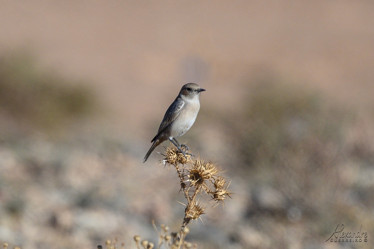 Red-rumped Wheatear - ML644429943