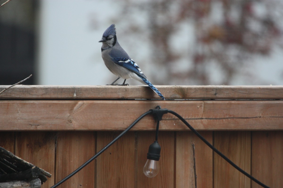 アオカケス - ML644429968