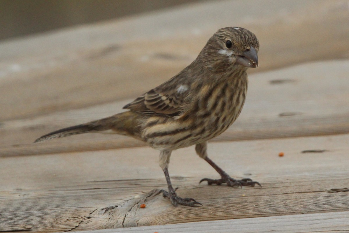 メキシコマシコ - ML644429973