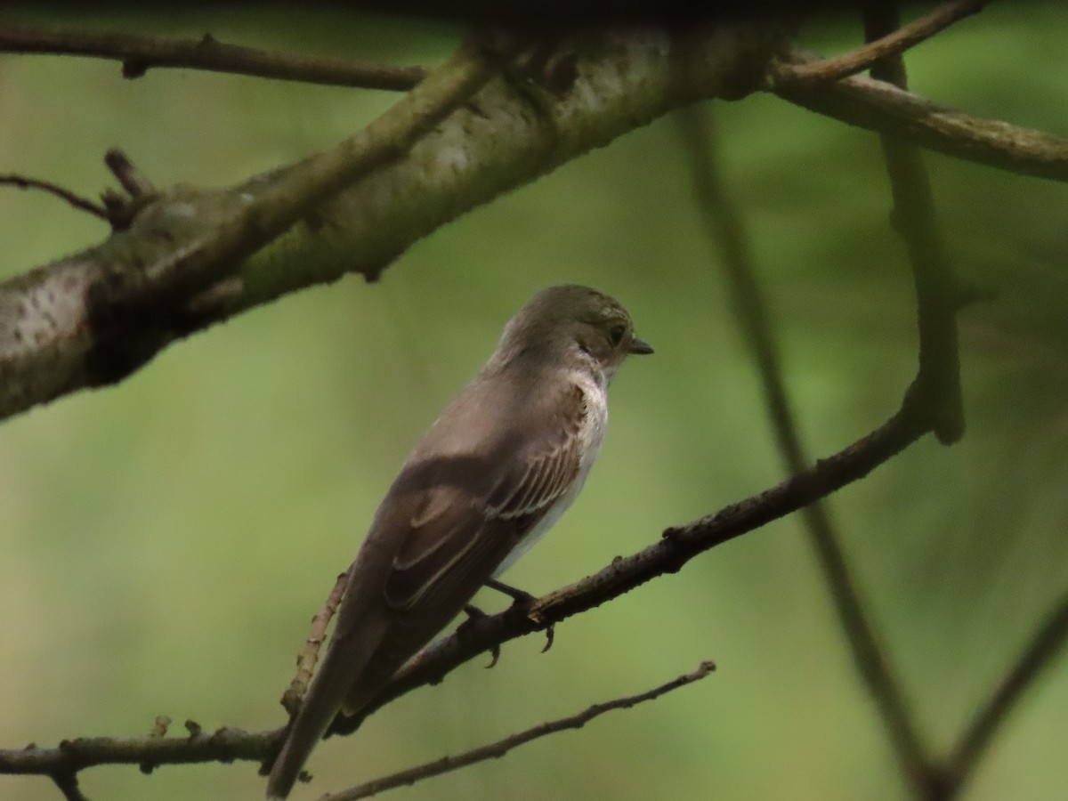 Grauschnäpper - ML644429975