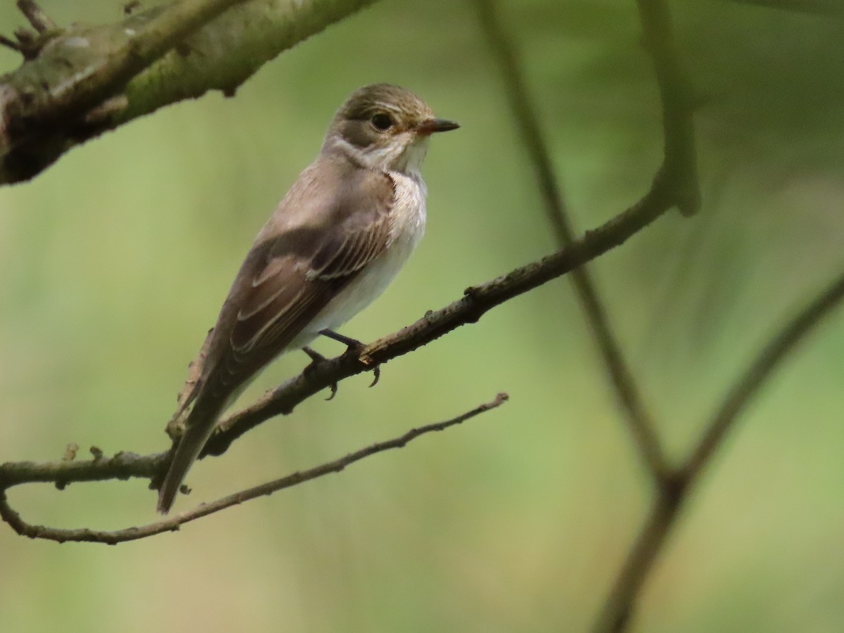 Grauschnäpper - ML644429983