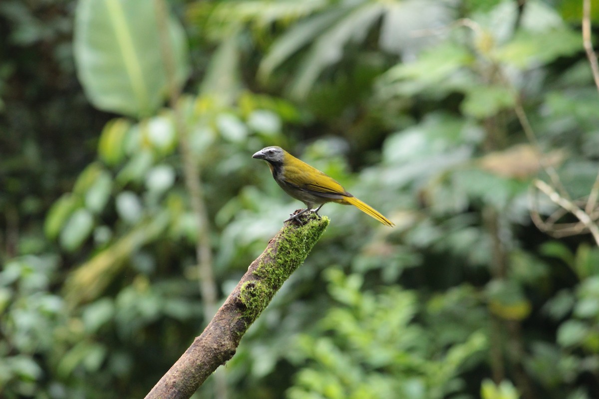 Buff-throated Saltator - ML644429987