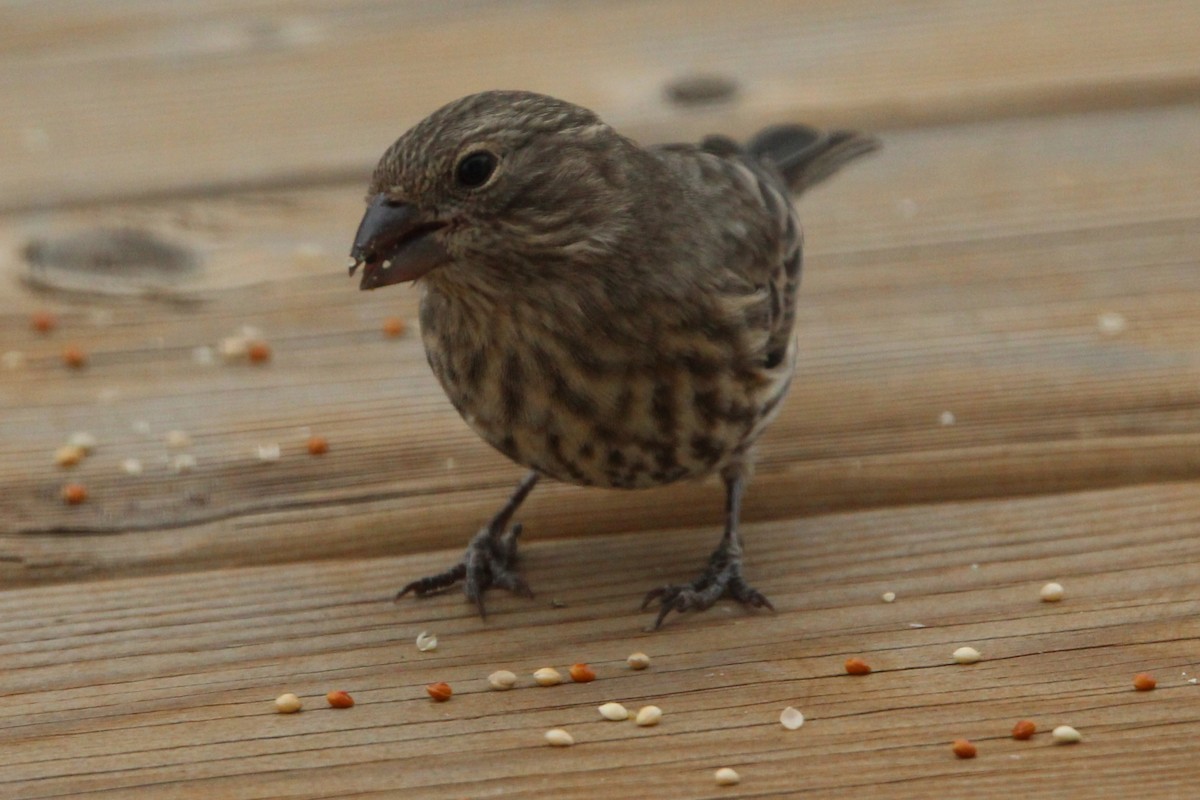 メキシコマシコ - ML644430001