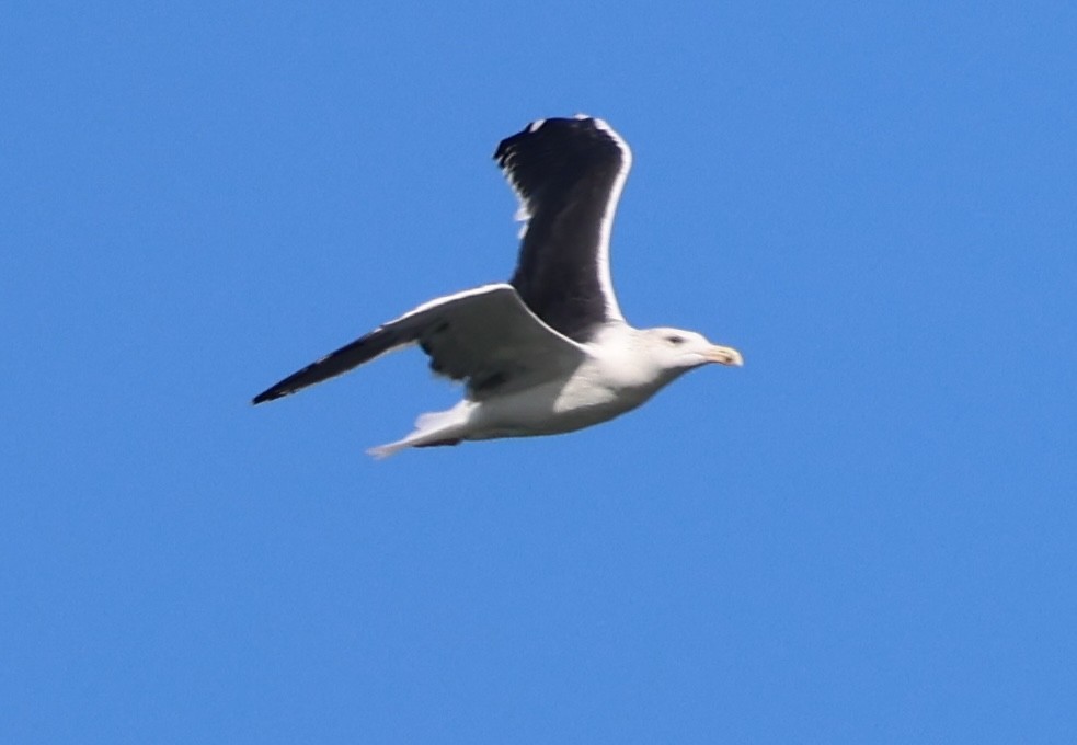 Great Black-backed Gull - ML644430002