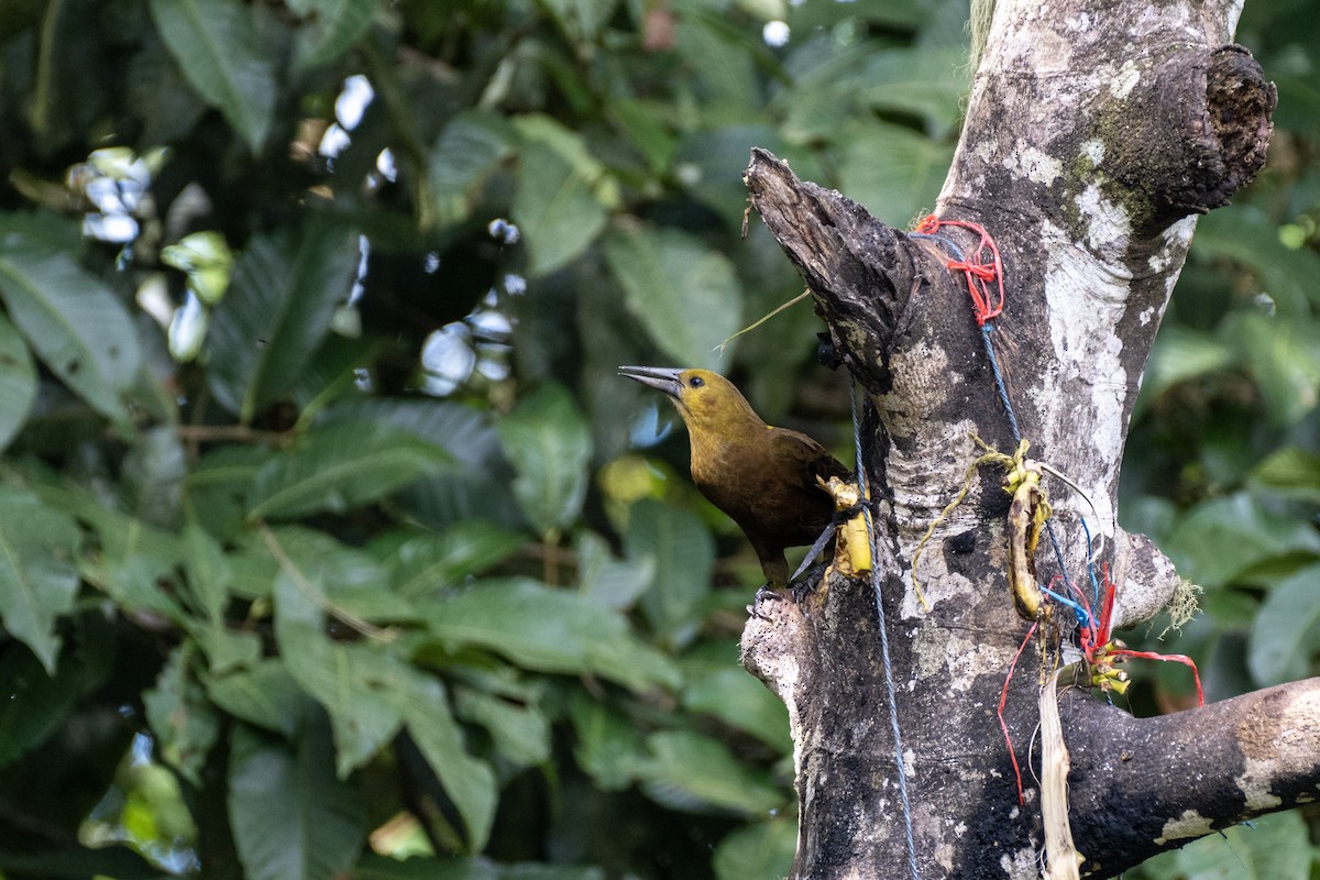 セアカオオツリスドリ - ML644430012