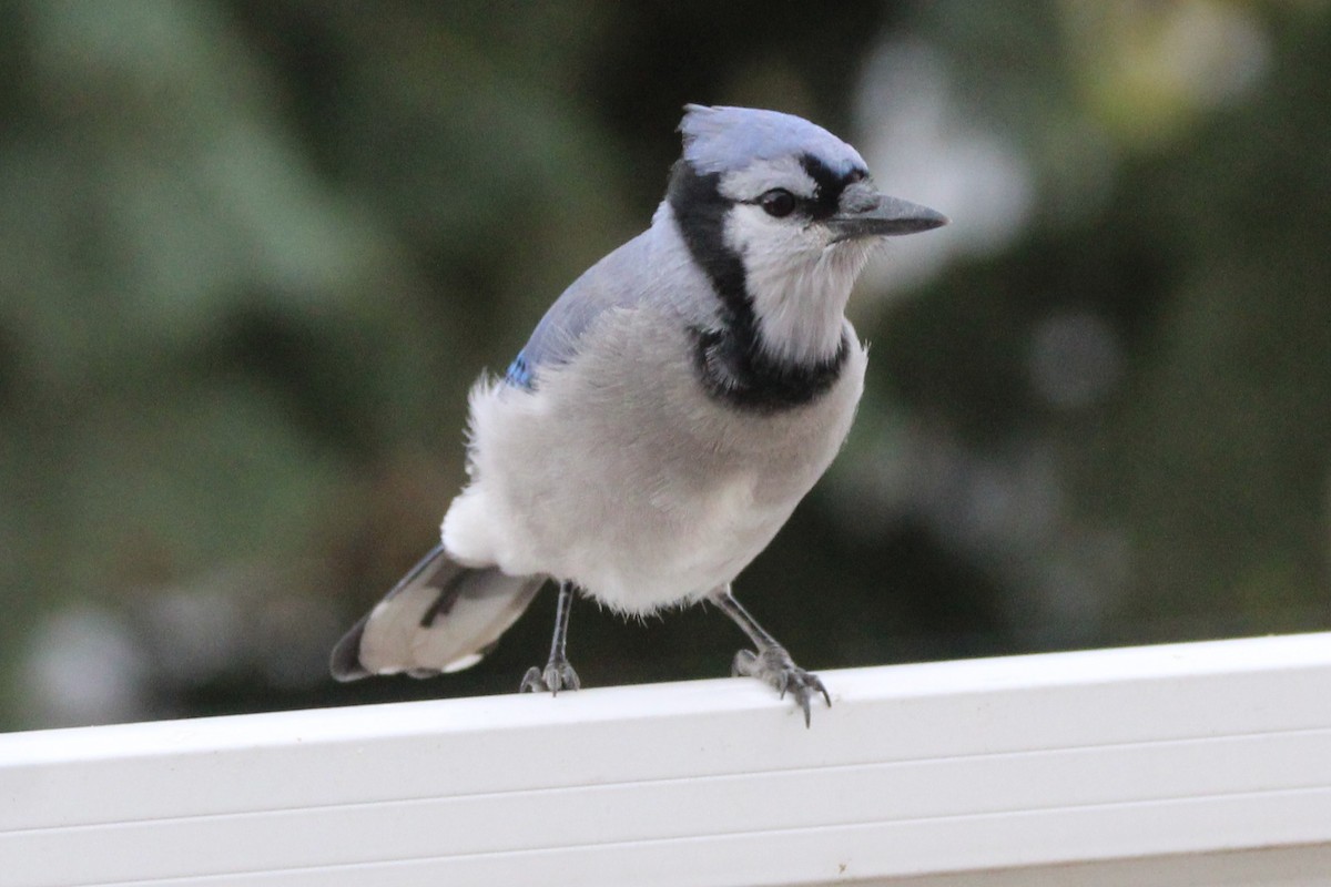 アオカケス - ML644430013