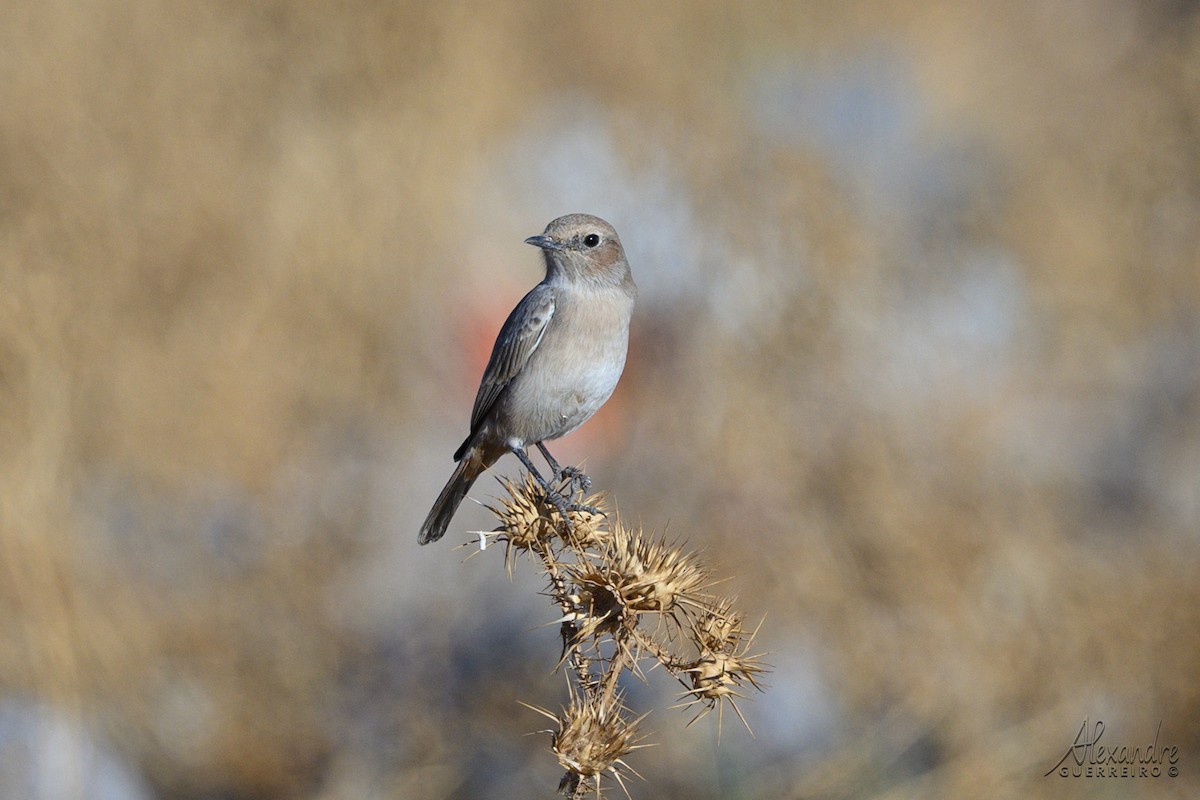 Red-rumped Wheatear - ML644430017
