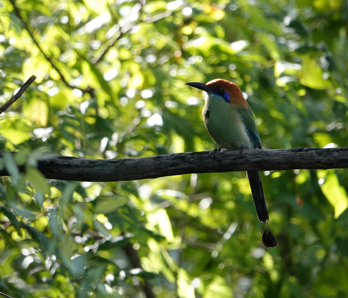 Russet-crowned Motmot - ML644430019