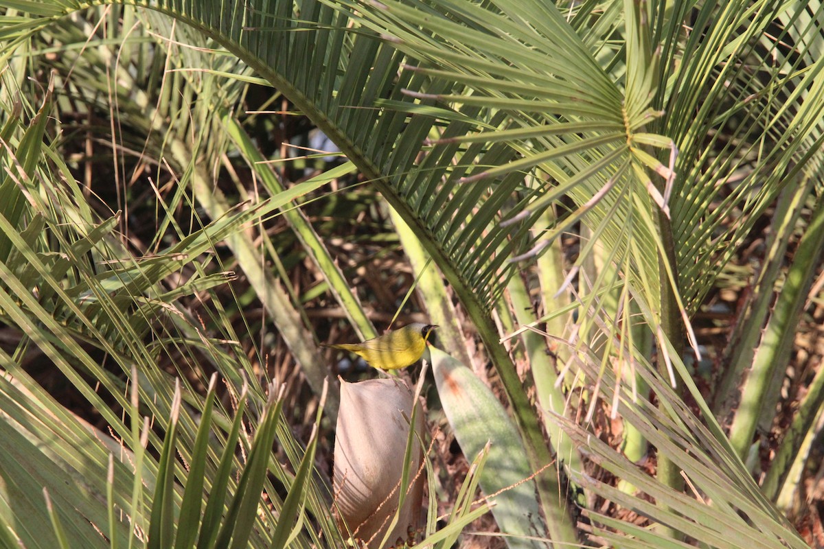 Southern Yellowthroat - ML644430024